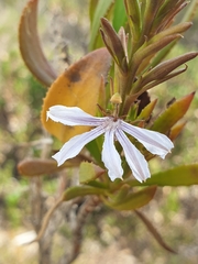 Scaevola angustata