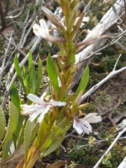 Scaevola angustata