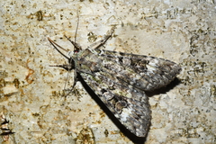 Anaplectoides prasina