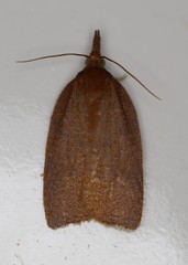 Sparganothis distincta