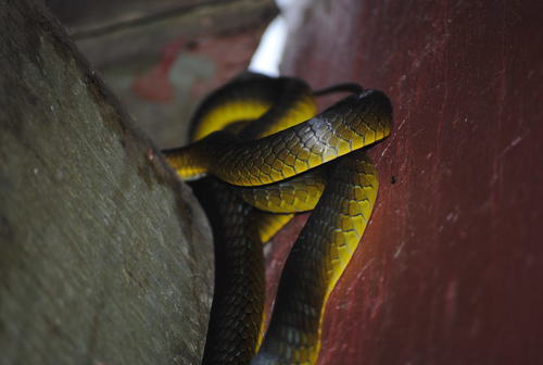 Common Tree Snake sighting