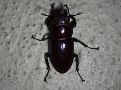 Lucanus elaphus