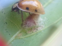 Dinocampus coccinellae