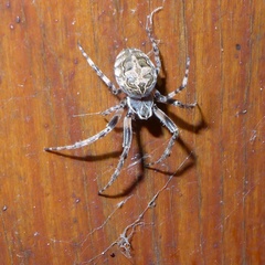 Larinioides sclopetarius