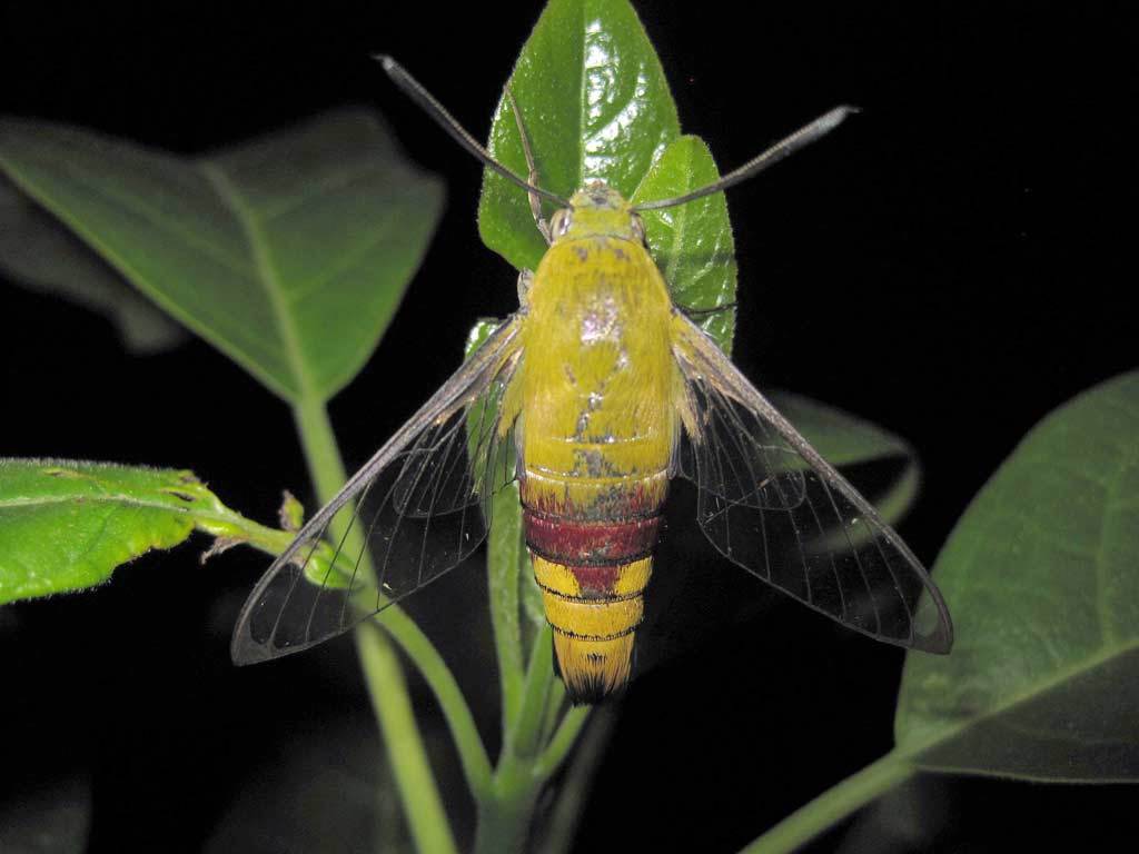 Pellucid hawk moth's wings like invisibility cloak - Australian Geographic