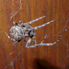 Larinioides sclopetarius