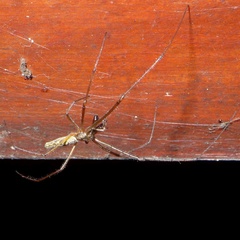 Tetragnatha