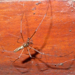 Tetragnatha