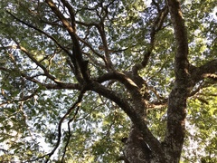 Copaifera langsdorffii