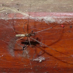 Tetragnatha