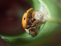 Dinocampus coccinellae paralysis virus