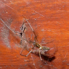Tetragnatha