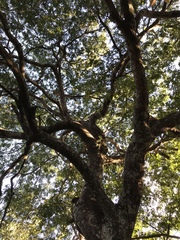 Copaifera langsdorffii