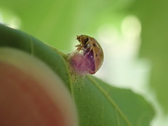Dinocampus coccinellae paralysis virus
