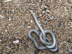 Diadophis punctatus regalis