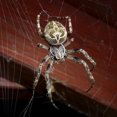 Larinioides sclopetarius