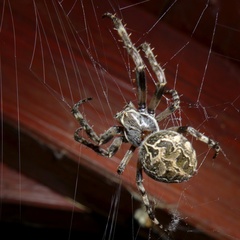 Larinioides sclopetarius