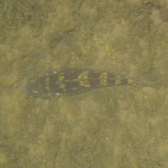 Neogobius melanostomus