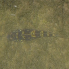 Neogobius melanostomus