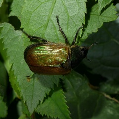 Anomala dubia