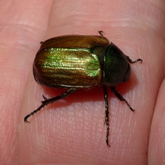 Anomala dubia