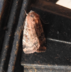 Cryptocala acadiensis