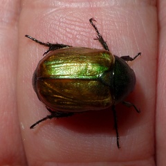 Anomala dubia