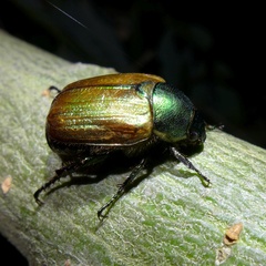 Anomala dubia