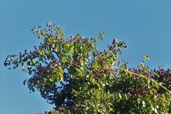 Copaifera langsdorffii