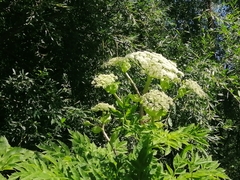 Angelica dahurica