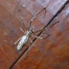 Tetragnatha