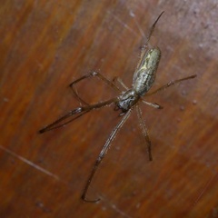 Tetragnatha