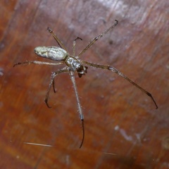 Tetragnatha