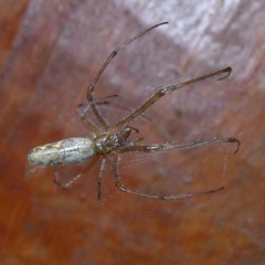Tetragnatha