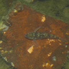 Neogobius melanostomus