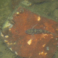 Neogobius melanostomus