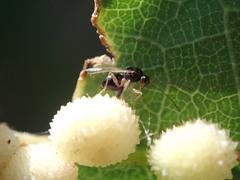 Synergini