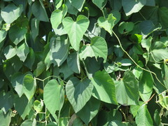 Aristolochia tomentosa