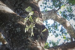 Copaifera langsdorffii