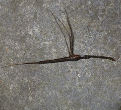 Ranatra linearis