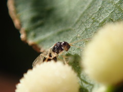 Synergini