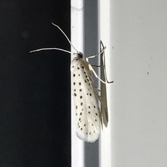 Yponomeuta multipunctella