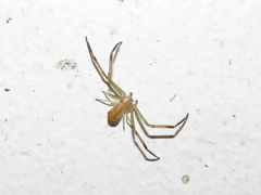 Uraarachne runcinioides
