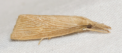 Diatraea evanescens