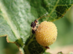 Synergini