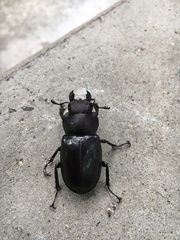 Lucanus maculifemoratus