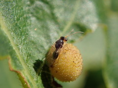 Synergini