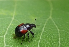 Synolabus bipustulatus