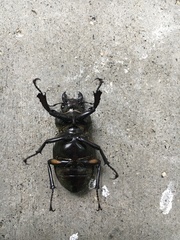 Lucanus maculifemoratus