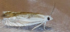 Eucosma pallidicostana